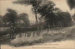 Man Standing Beside A Road Filled With Geese Advertising Postcard Postcard Postcard