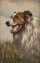 Collie Postcard