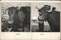 Snapshots of Twist and Dave, Two Bulls Cows & Cattle Postcard Postcard Postcard