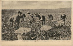 Cotton Picking, Pinehurst NC Postcard