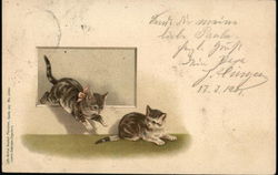 Playful Kittens Postcard