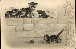 Playful Kittens Postcard