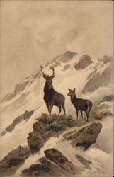 Deer on Mountaintop Postcard