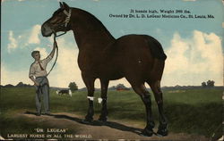 Dr LeGear Largest Horse in the world Postcard