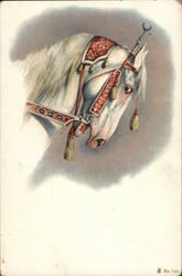 White Circus Horse Postcard