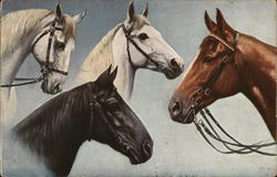 Beautiful Horses Postcard