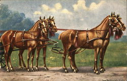 Horses Pulling Carriage Postcard