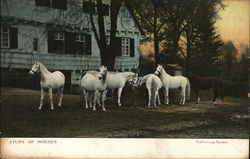 STUDY OF HORSES Postcard Postcard Postcard