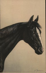 Horse Postcard