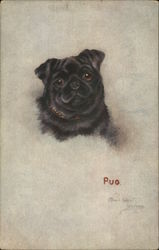 Painting of a black pug Postcard