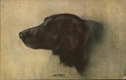 Sambo Postcard