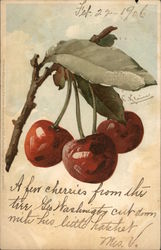 Cherries Postcard