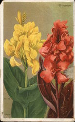 Canna No. 82 Flowers Postcard Postcard Postcard