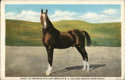 Naski, An Imported Stallion Owned by WK Kellogg Arabian Horse Ranch Pamona, CA Horses Postcard Postcard Postcard