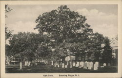 View of Oak Tree Postcard