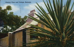 Century Plant and Cottage, Bermuda Postcard