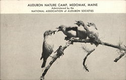 Audubon Nature Camp Medomak, ME Postcard Postcard Postcard