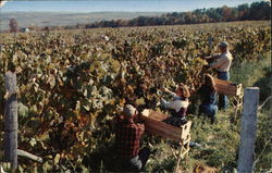 Taylor Wine Company - Harvesting Grapes Hammondsport, NY Postcard Postcard Postcard