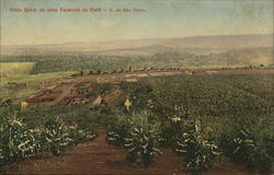 Vista Geral de uma Fazenda de Cafe (Coffee Plantation) Postcard