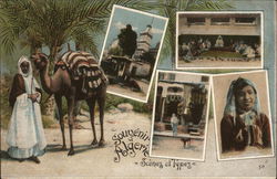 Greetings from Algeria Africa Postcard Postcard Postcard