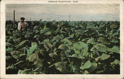 Tending A Tobacco Plantation In Cuba Postcard Postcard Postcard