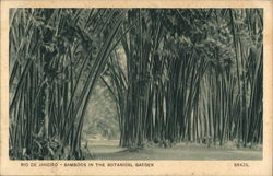 Bamboos in the Botanical Garden Postcard