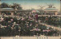 View of Iris Garden Postcard