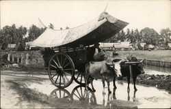 Oxen pulling Cart in Asia Postcard