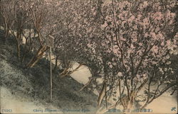 Cberry Blossoms in Kiyamizu Postcard