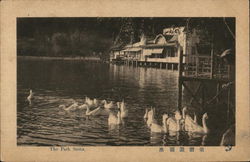 Swans Swimming, The Park Postcard