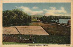 A Cape Cod Cranberry Plantation Massachusetts Postcard Postcard Postcard