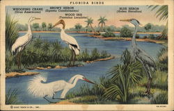 View of Florida Birds Postcard Postcard Postcard