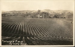 Pineapple Field Puerto Rico Postcard Postcard Postcard