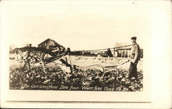 The Old Grey Mare - Grasshopper Exaggeration Postcard Postcard Postcard