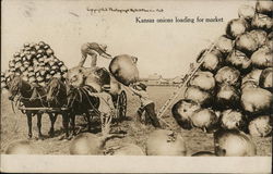 Kansas Onions Loading For Market Postcard