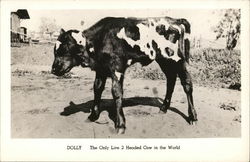 Dolly the 2-Headed Cow Postcard