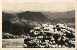 Rhododendrum in Bloom in the Heart of the Montains Postcard