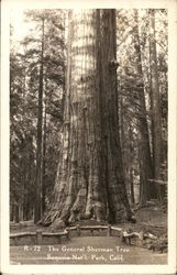 The General Sherman Tree Sequoia & Kings Canyon National Parks Postcard Postcard Postcard