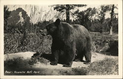 Bear in Yosemite Mational Park Postcard