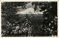 Mount Shasta in the Spring California Postcard Postcard Postcard