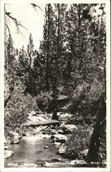 Rock Creek Among Trees Postcard