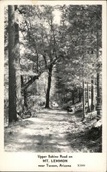 Upper Sabino Road on Mt. Lemmon Tucson, AZ Postcard Postcard Postcard