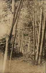 View of Trees Boothbay, ME Postcard Postcard Postcard