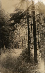 Forest Trail Boothbay, ME Postcard Postcard Postcard