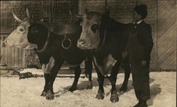 Melvin Nutter Home - Man with Oxen South Effingham, NH Postcard Postcard Postcard