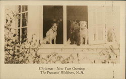 Dogs in Home's Window - The Prescotts' Postcard