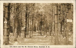 Grove near The Mt. Crescent House Randolph, NH Postcard Postcard Postcard