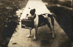 Staffordshire Terrier "Mug" Holding Leather Case, Pit Bull Belvidere, IL Dogs Postcard Postcard Postcard