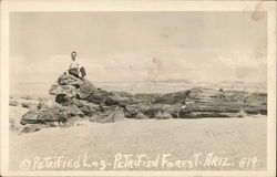 Petrified Log Petrified Forest National Park Postcard Postcard Postcard