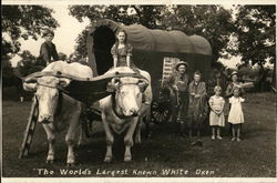 The World's Largest Known White Oxen Postcard